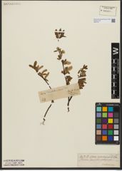 Foto von Salix waldsteiniana Willd.